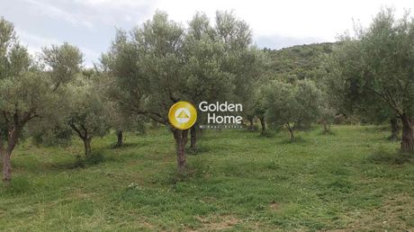 Αγροτεμάχια 10.000 τ.μ. πρός πώληση