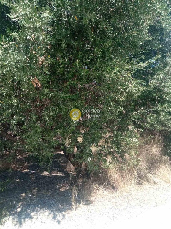 Οικόπεδο 1.560 τ.μ. προς πώληση, Γούρνες Ηρακλείου