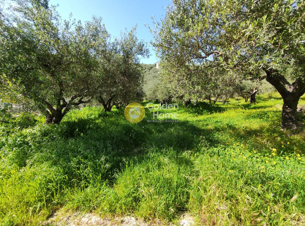 Αγροτεμάχια 2.000 τ.μ. προς πώληση, Σίλαμος