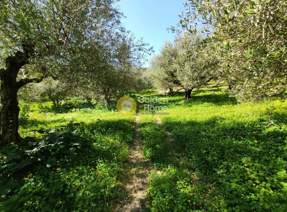 Αγροτεμάχια 2.000 τ.μ. προς πώληση, Σίλαμος
