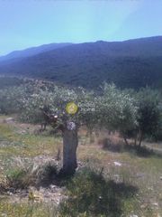 Αγροτεμάχια 10.000 τ.μ. για πώληση