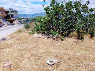 Αγροτεμάχια 5.000 τ.μ. για ενοικίαση