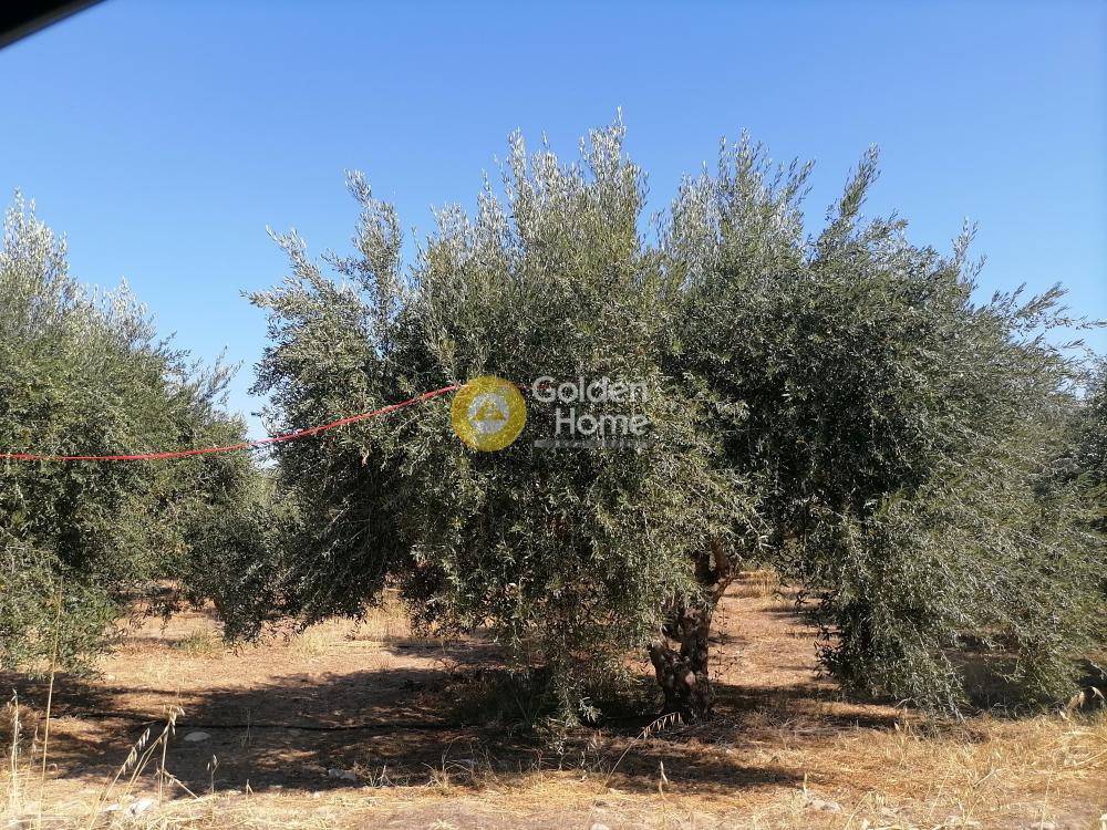 Οικόπεδο 2.940 τ.μ. προς πώληση, Σίβας