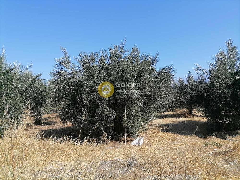 Οικόπεδο 2.940 τ.μ. προς πώληση, Σίβας
