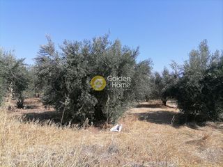 Οικόπεδο 2.940 τ.μ. προς πώληση, Σίβας-thumb-5