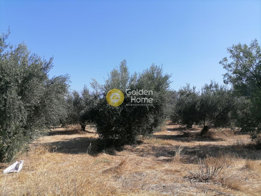 Οικόπεδο 2.940 τ.μ. προς πώληση, Σίβας