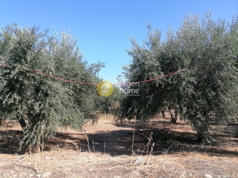 Οικόπεδο 2.940 τ.μ. προς πώληση, Σίβας