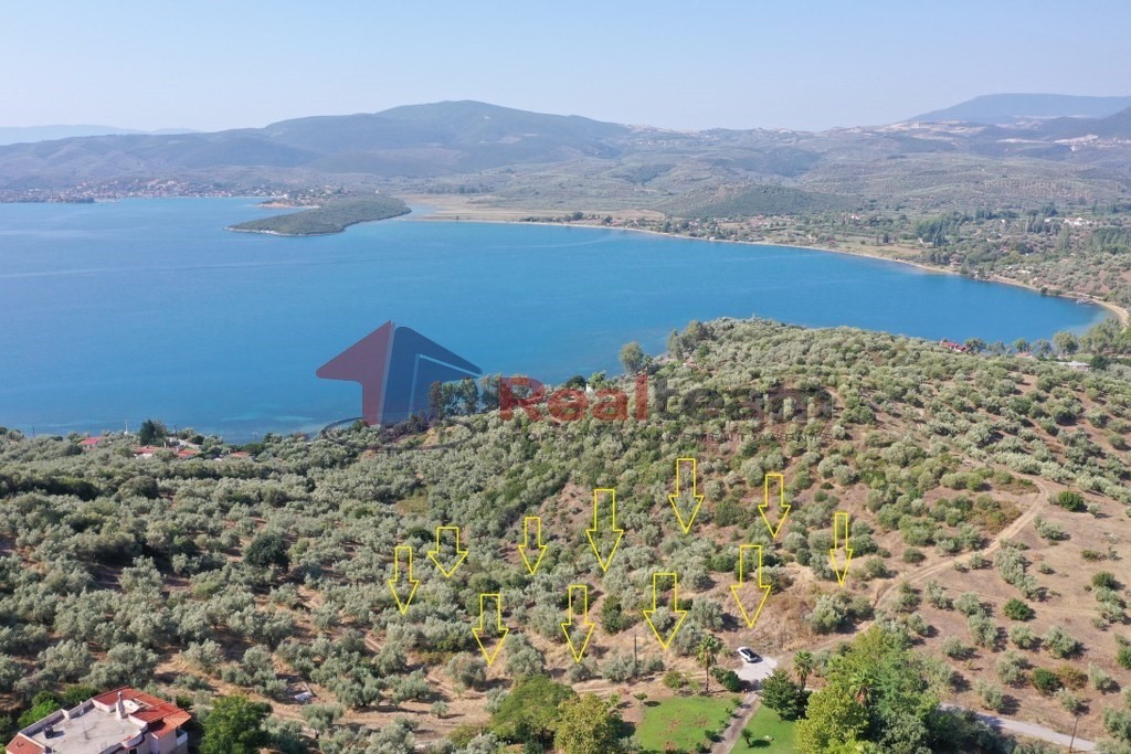 Αγροτεμάχια 12.000 τ.μ. πρός πώληση, Μαγνησία, Πτελεός