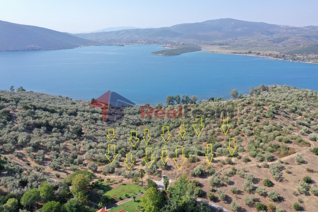 Αγροτεμάχια 12.000 τ.μ. πρός πώληση, Μαγνησία, Πτελεός