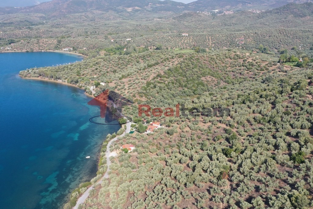 Αγροτεμάχια 12.000 τ.μ. πρός πώληση, Μαγνησία, Πτελεός