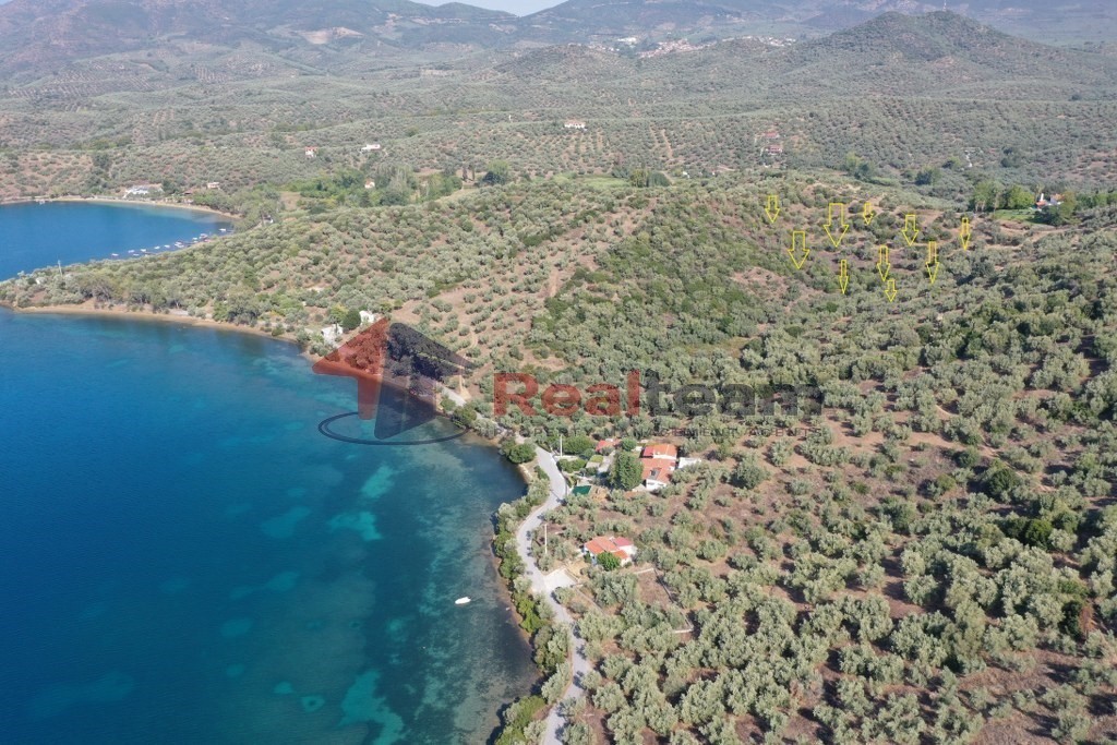 Αγροτεμάχια 12.000 τ.μ. πρός πώληση, Μαγνησία, Πτελεός