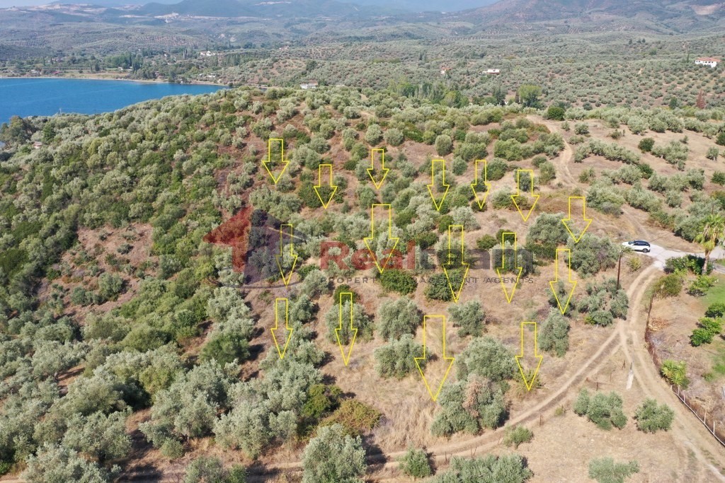 Αγροτεμάχια 12.000 τ.μ. πρός πώληση, Μαγνησία, Πτελεός