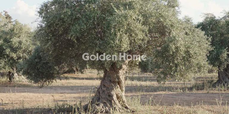 Αγροτεμάχια 4.076 τ.μ. για πώληση, Εύβοια, Ταμύνες