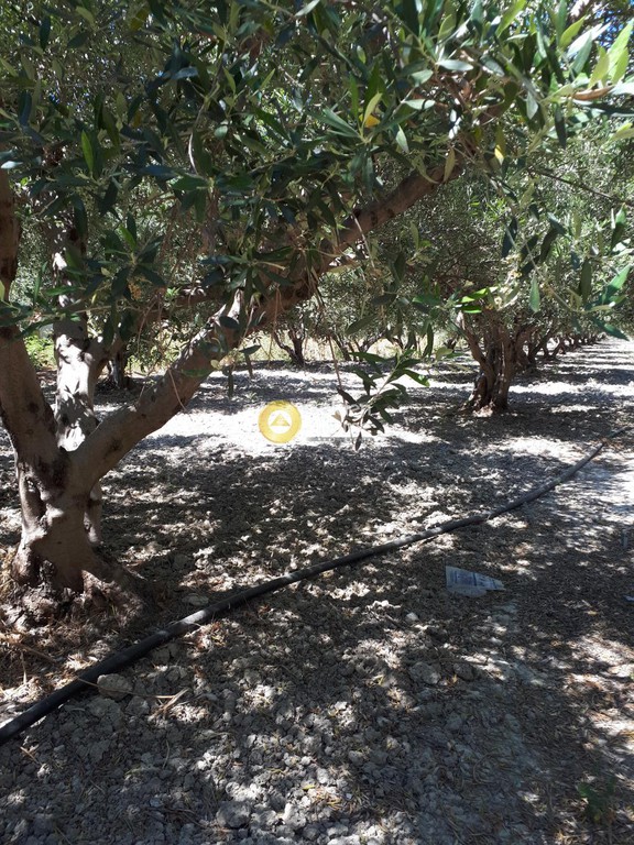 Οικόπεδο 11.500 τ.μ. προς πώληση, Τρεις Βάγιες