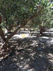 Οικόπεδο 11.500 τ.μ. για πώληση
