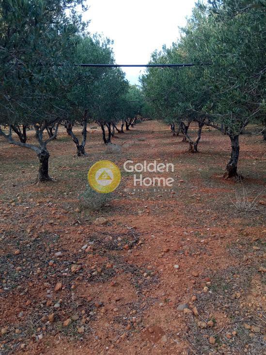Οικόπεδο 59.576 τ.μ. πρός πώληση, Ν. Ρεθύμνου, Λάμπη