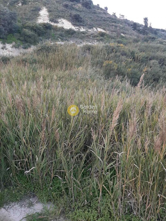 Οικόπεδο 8.500 τ.μ. προς πώληση, Αθάνατοι