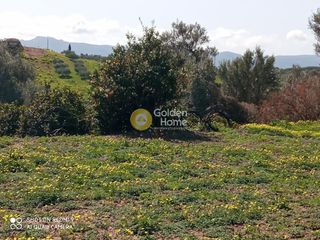 Αγροτεμάχια 3.000 τ.μ. για πώληση