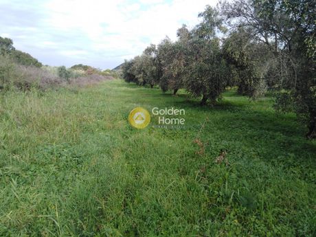 Αγροτεμάχια 11.000 τ.μ. για πώληση