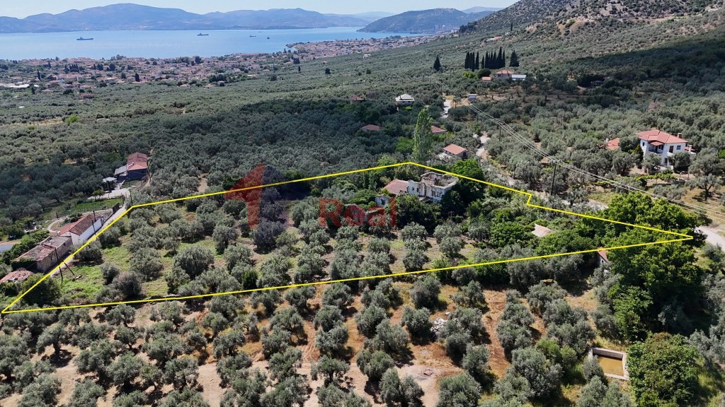 Αγροτεμάχια 6.919 τ.μ. πρός πώληση, Μαγνησία, Αρτέμιδα