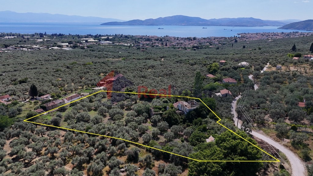 Αγροτεμάχια 6.919 τ.μ. πρός πώληση, Μαγνησία, Αρτέμιδα