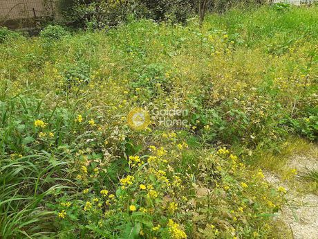 Land plot 350 sqm for sale