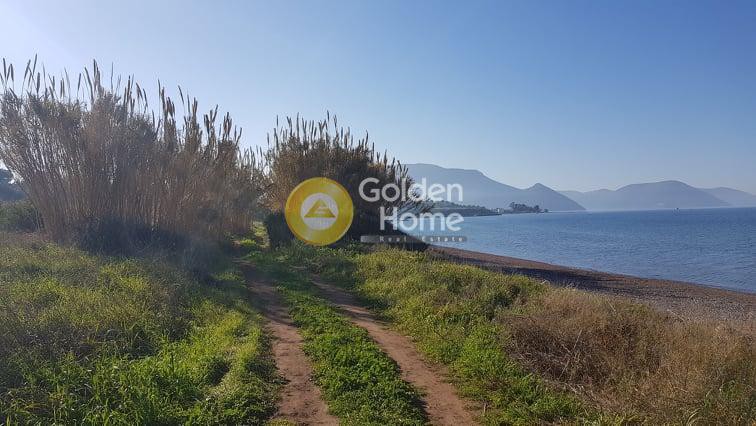 Οικόπεδο 11.000 τ.μ. προς πώληση, Λουκίσια