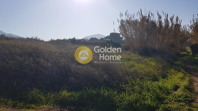 Οικόπεδο 11.000 τ.μ. προς πώληση, Λουκίσια