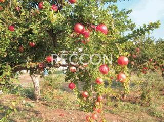 Αγροτεμάχια 32.900 τ.μ. προς πώληση, Χώρα Άνδρου-thumb-10
