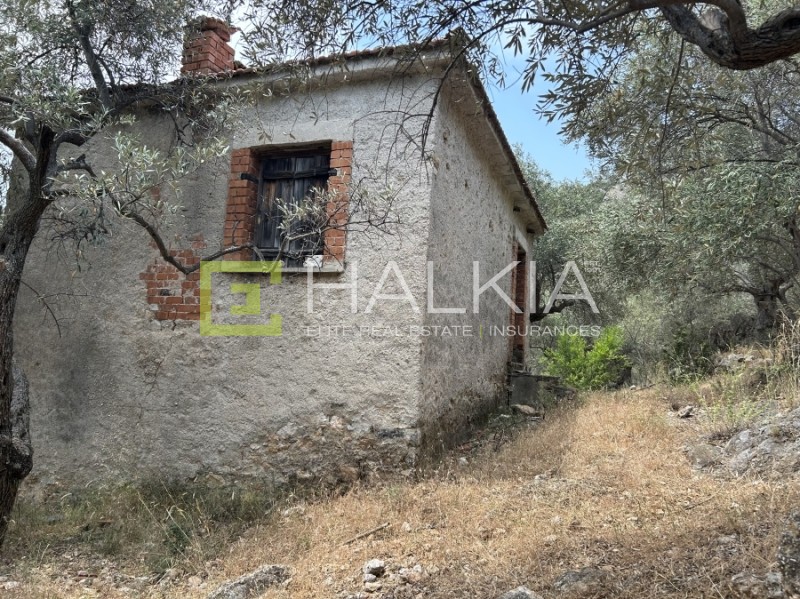 Αγροτεμάχια 9.028 τ.μ. πρός πώληση, Μαγνησία, Αγριά