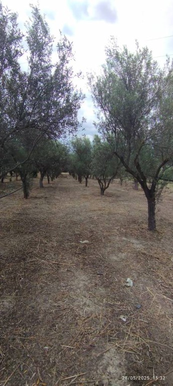 Αγροτεμάχια 1.500 τ.μ. πρός πώληση, Κορινθία, Βόχα