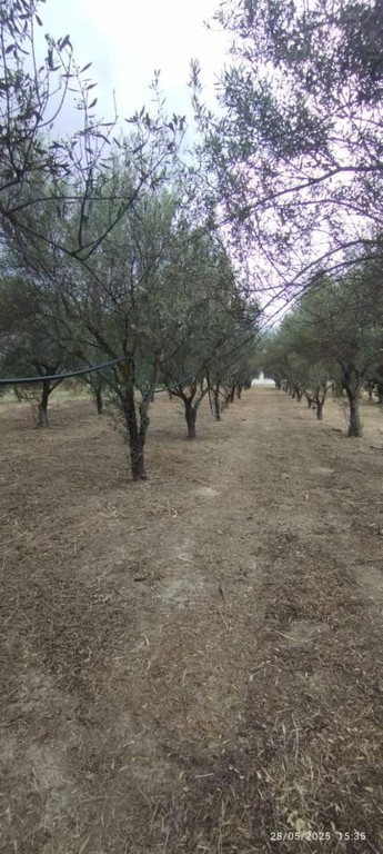 Αγροτεμάχια 1.500 τ.μ. πρός πώληση, Κορινθία, Βόχα