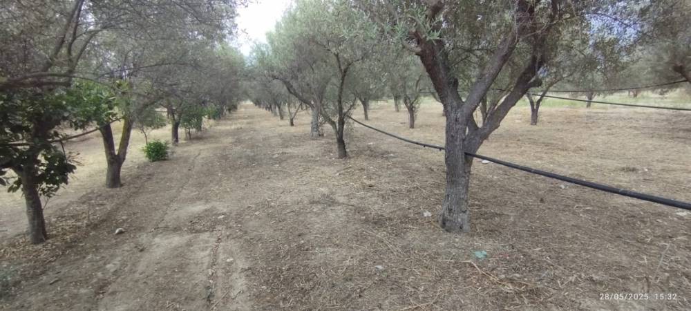 Αγροτεμάχια 1.500 τ.μ. πρός πώληση, Κορινθία, Βόχα
