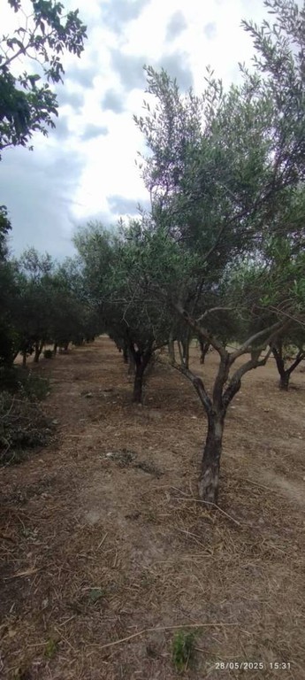 Αγροτεμάχια 1.500 τ.μ. πρός πώληση, Κορινθία, Βόχα