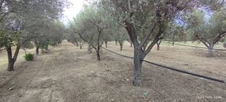 Αγροτεμάχια 1.500 τ.μ. για πώληση