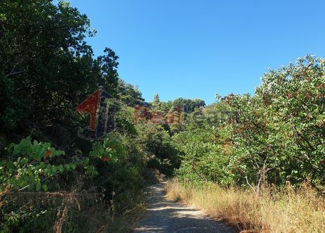 Αγροτεμάχια 8.340,33τ.μ. για πώληση-Σκόπελος