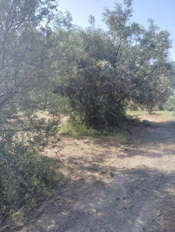 Αγροτεμάχια 6.247 τ.μ. πρός πώληση, Κορινθία, Ξυλόκαστρο