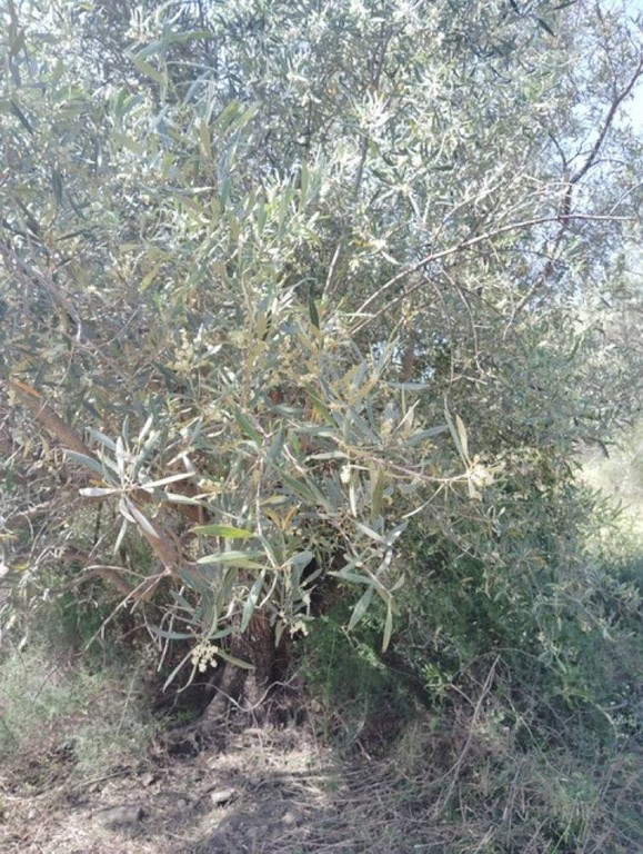 Αγροτεμάχια 6.247 τ.μ. πρός πώληση, Κορινθία, Ξυλόκαστρο