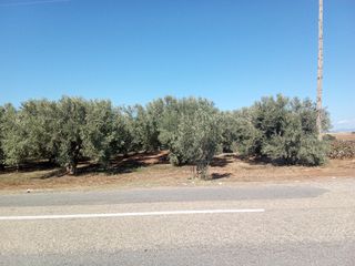 Οικόπεδο 4.000 τ.μ. για πώληση, Ν. Ροδόπης, Μαρώνεια-thumb-3
