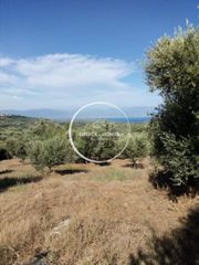 Αγροτεμάχια 12.000 τ.μ. για πώληση