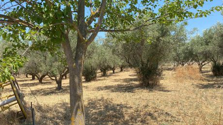Αγροτεμάχια 4.400τ.μ. για πώληση-Θέρμη » Κέντρο θέρμης