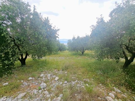 Parcel 13.000sqm for sale-Ipati » Kompotades