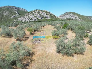 Αγροτεμάχια 6.719,28 τ.μ. για πώληση, Αργολίδα, Ασίνη-thumb-4