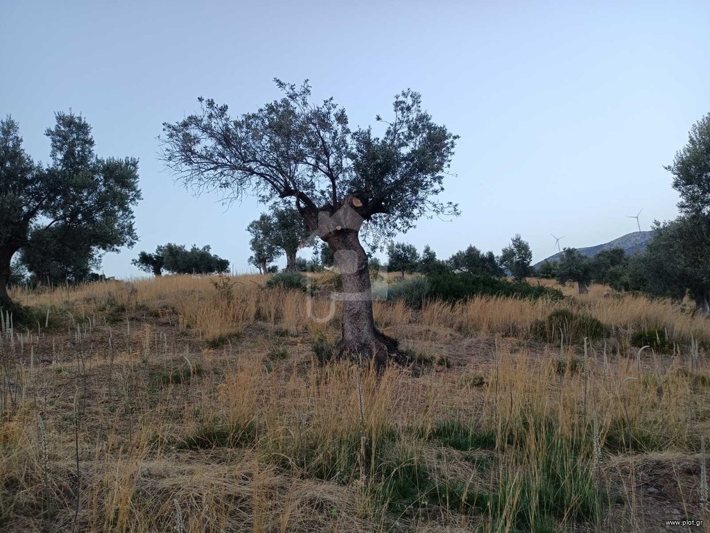 Οικόπεδο 5.000 τ.μ. προς πώληση, Καλλιθέα Αμαρύνθου