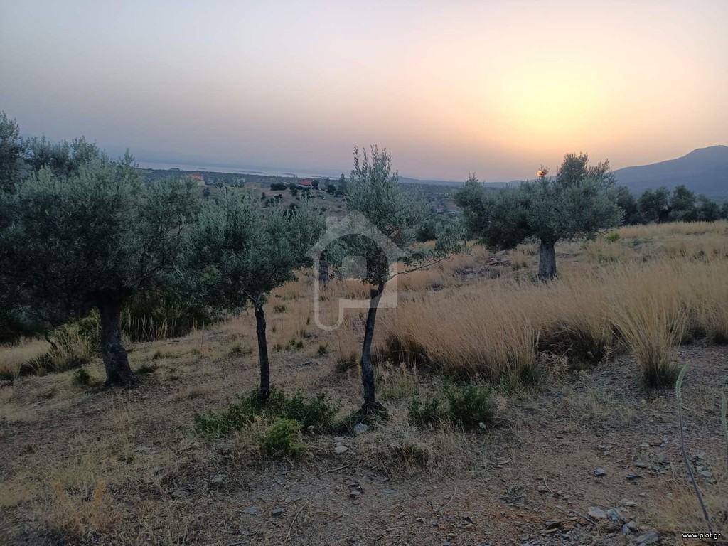 Οικόπεδο 5.000 τ.μ. προς πώληση, Καλλιθέα Αμαρύνθου