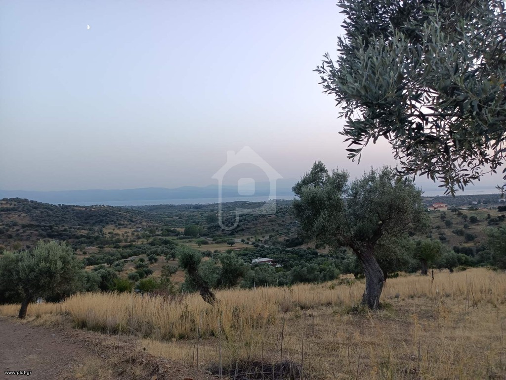Οικόπεδο 5.000 τ.μ. προς πώληση, Καλλιθέα Αμαρύνθου