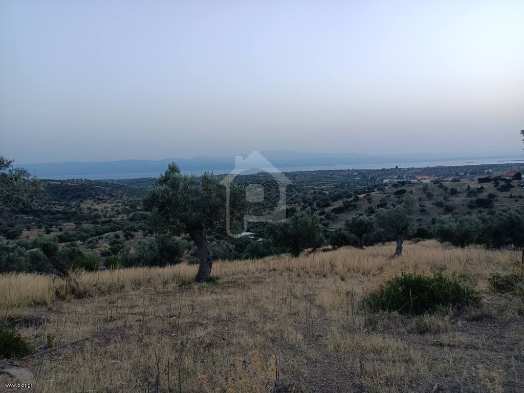 Οικόπεδο 5.000 τ.μ. προς πώληση, Καλλιθέα Αμαρύνθου