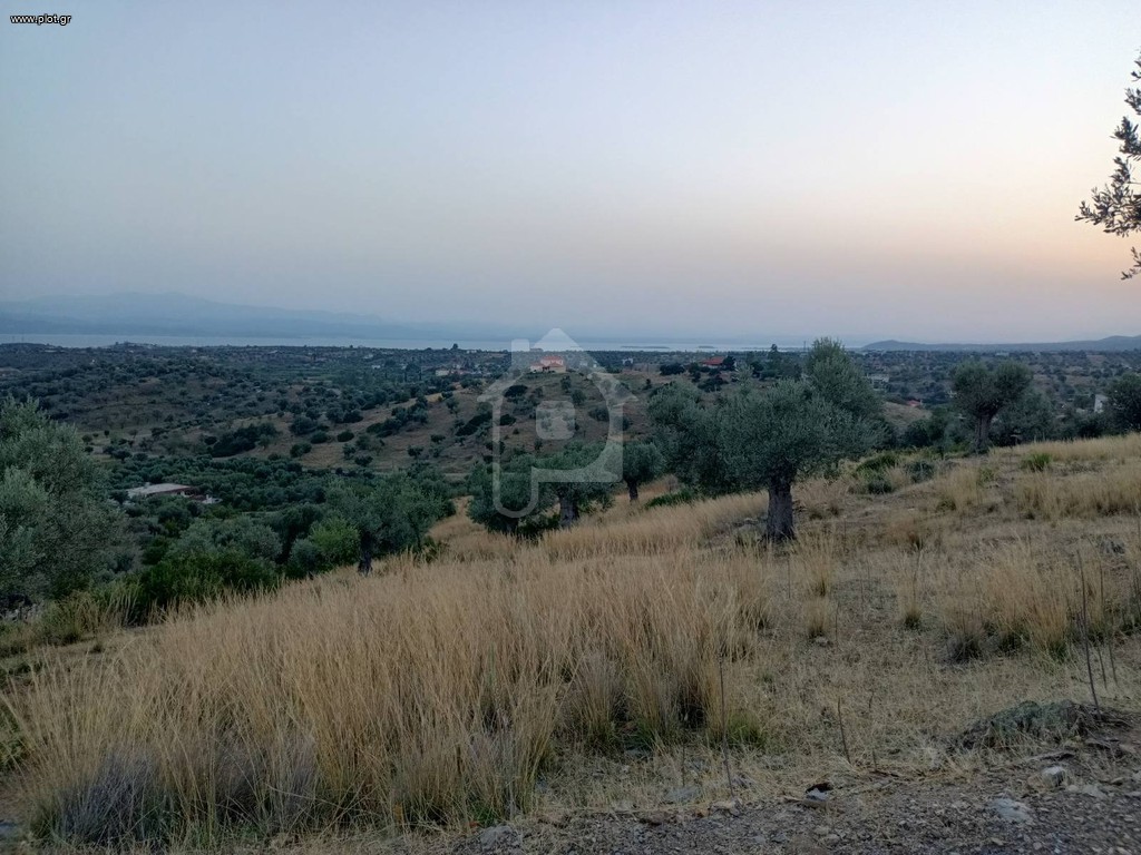 Οικόπεδο 5.000 τ.μ. προς πώληση, Καλλιθέα Αμαρύνθου