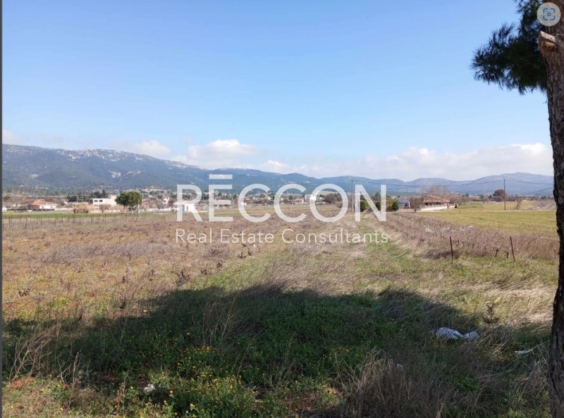 Αγροτεμάχια 4.800 τ.μ. προς πώληση, Κέντρο Οινόης