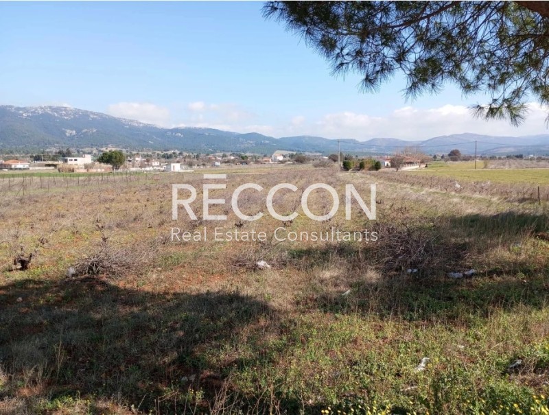 Αγροτεμάχια 4.800 τ.μ. προς πώληση, Κέντρο Οινόης